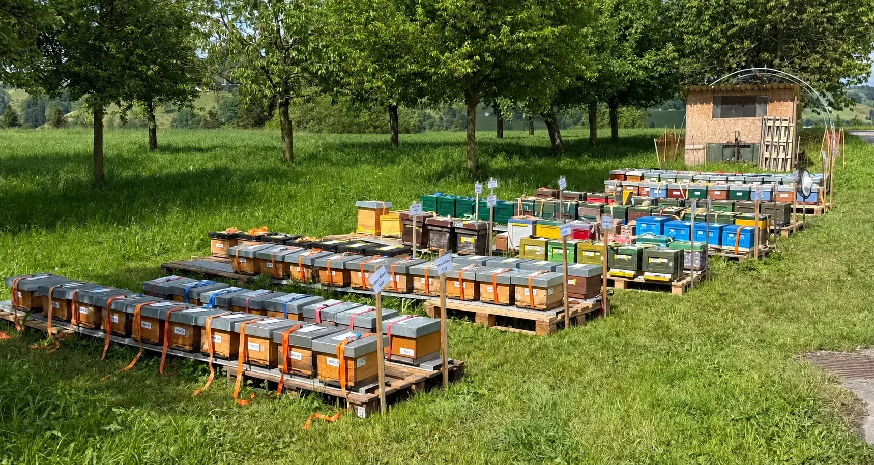 Reihen von Begattungskästchen für die künstliche Besamung auf einer Wiese, im Hintergrund Bäume und Hügel