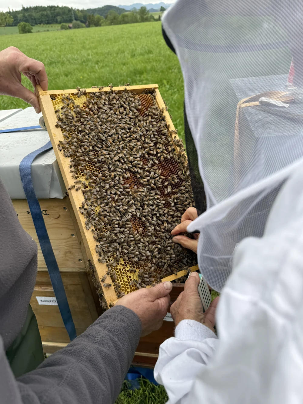 Bienenpatenschaft Plus