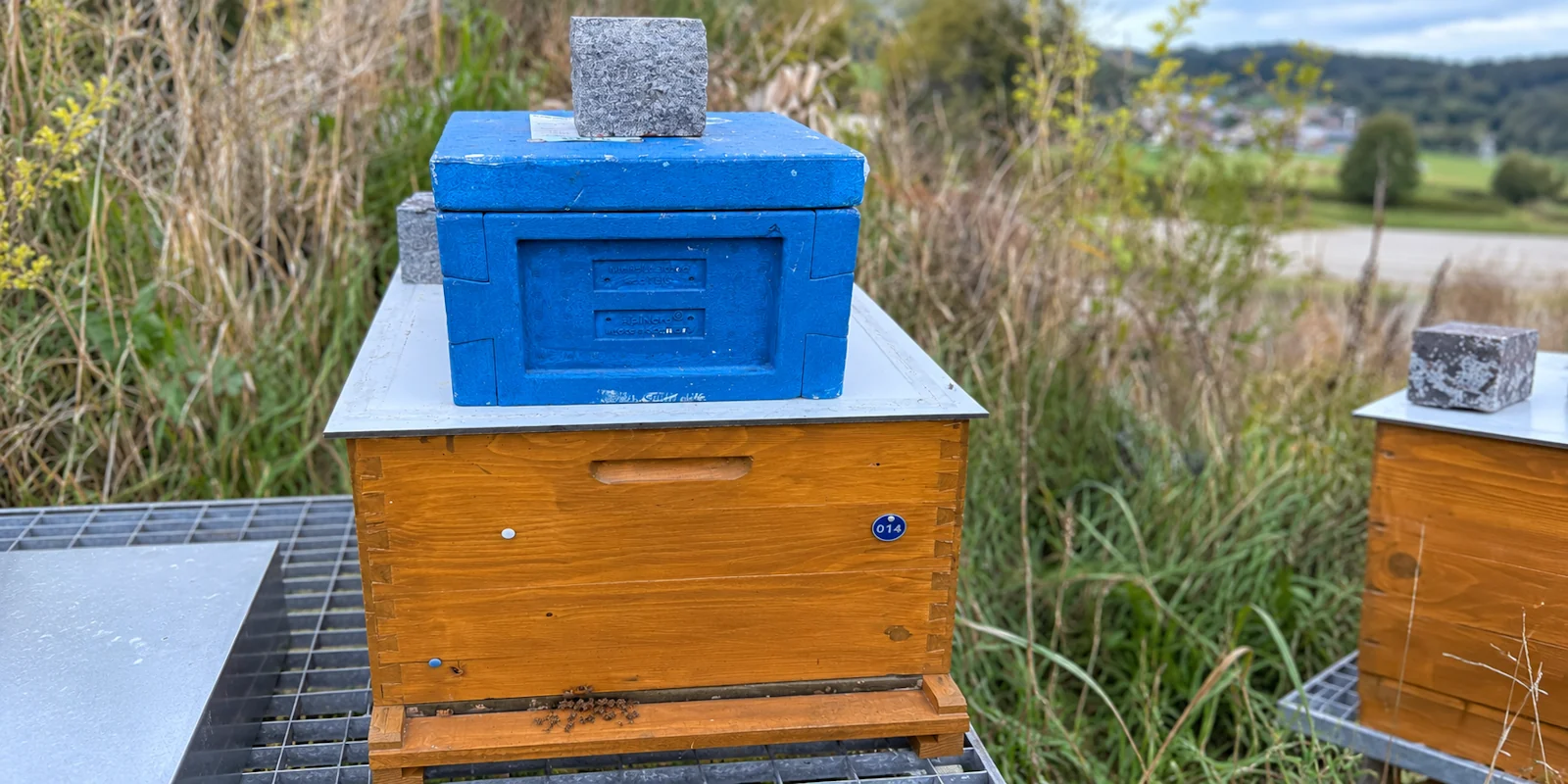 September: Bienen auf den Winter vorbereiten