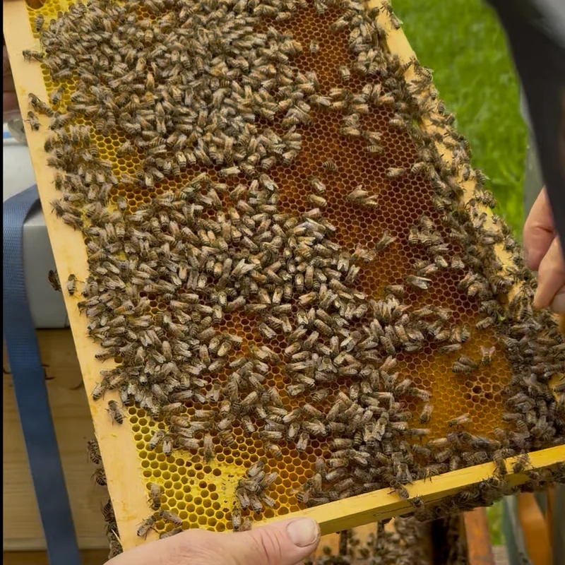 Bienenpatenschaft Start