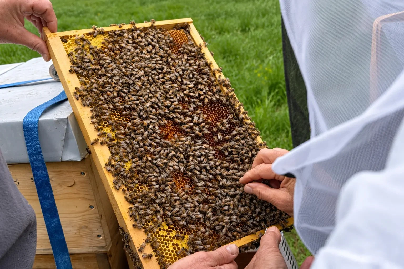 Hände halten eine mit Bienen besetzte Wabe, daneben eine Person im Imkerschutz