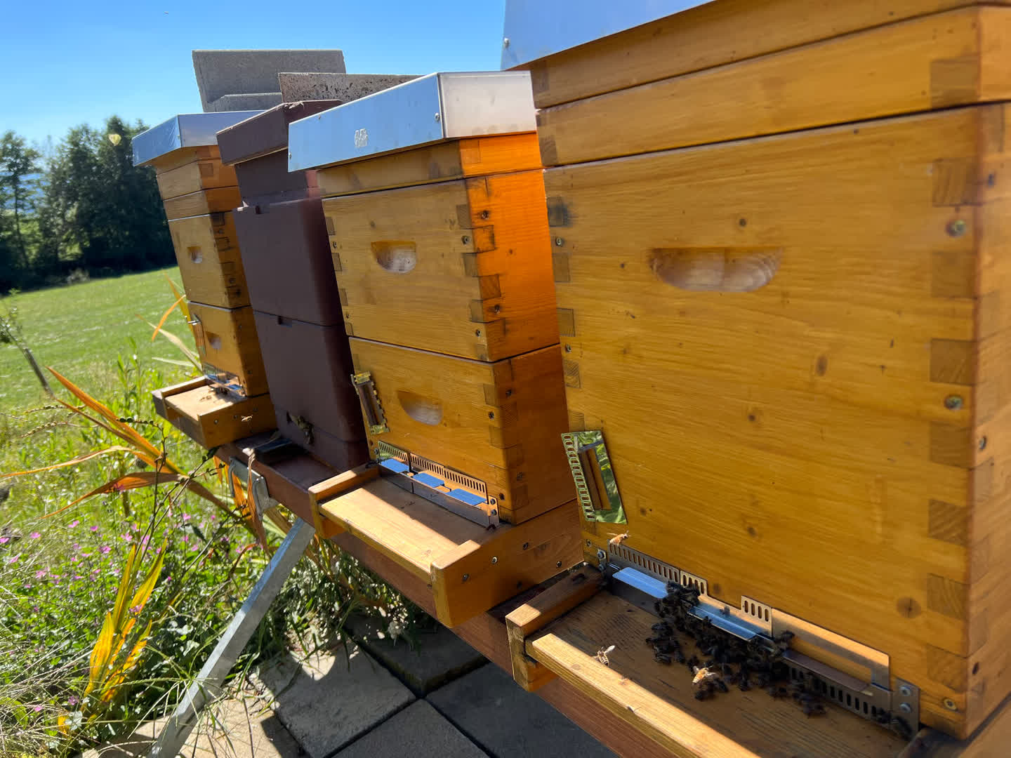 Bienenbeuten am Bienenstand von Bienen Naef
