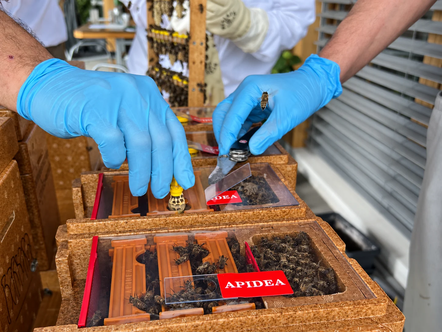 Begattungskästchen (Apidea) werden mit Königinnenzellen bestückt