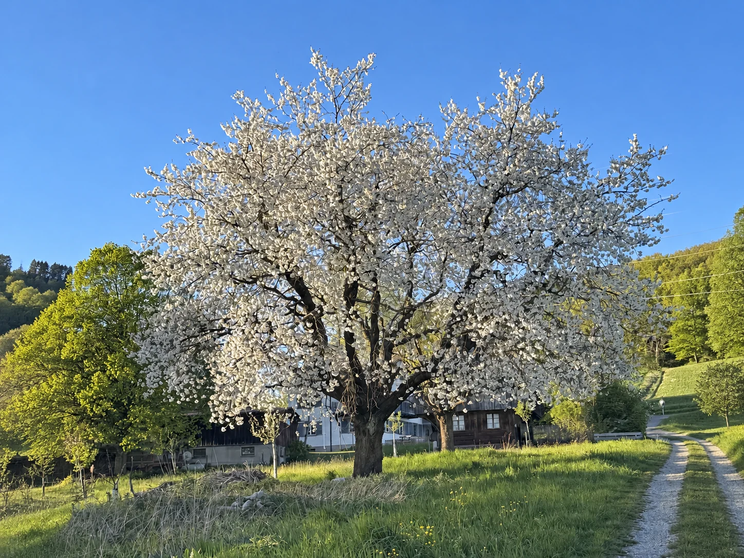 April: Frühlingsblüte und wachsende Völker