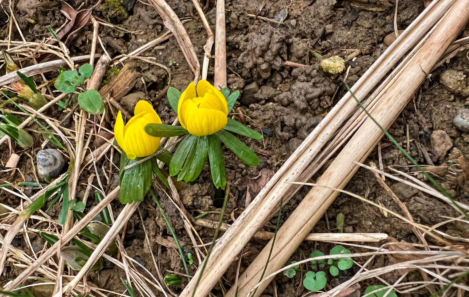 Februar: Den Frühling im Blick